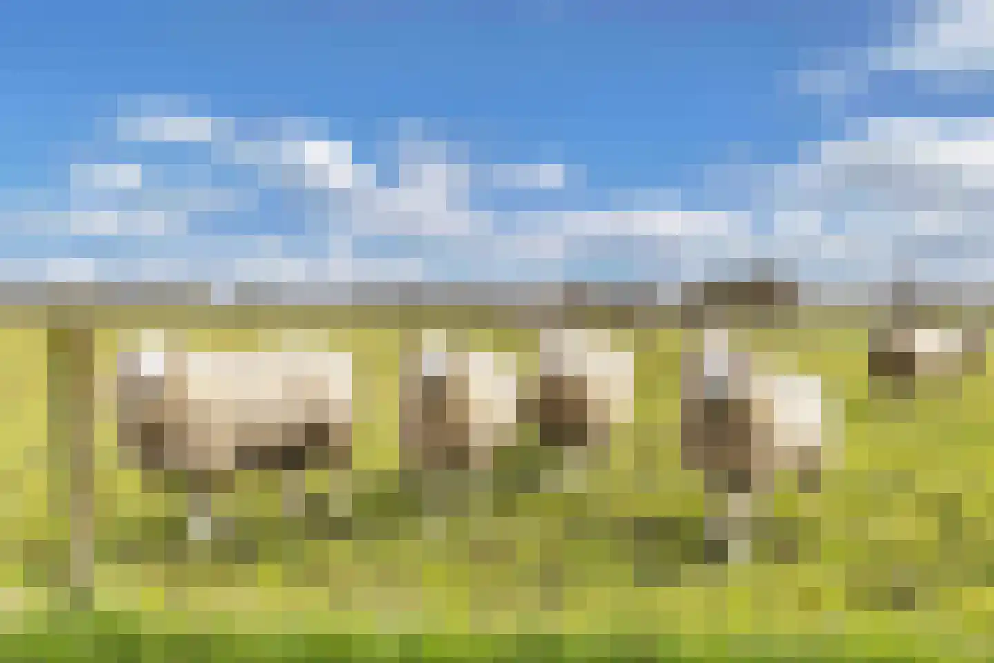 Tolheksleane 73 Frieschepalen thumbnail 40