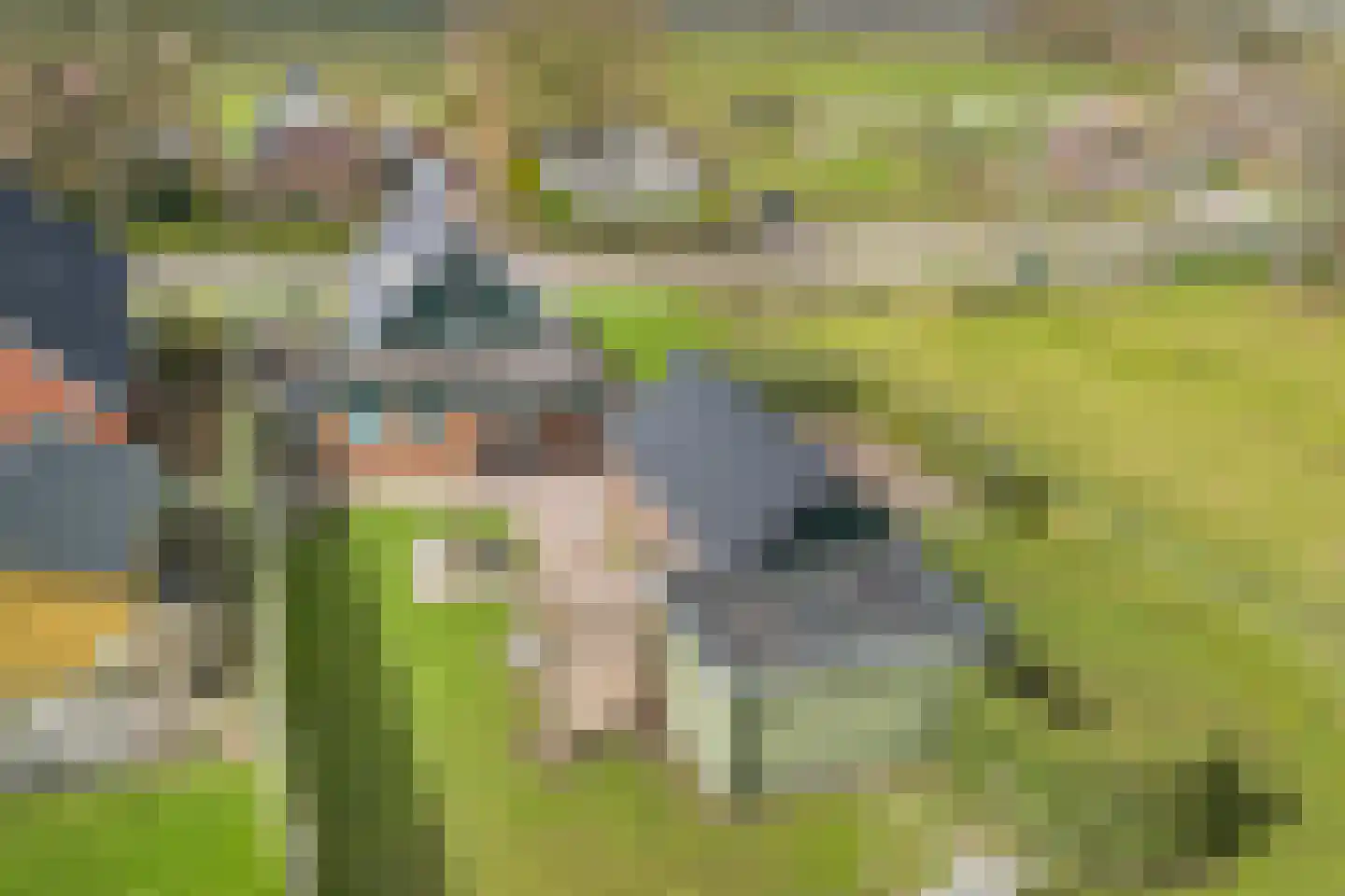 Tolheksleane 73 Frieschepalen thumbnail 43