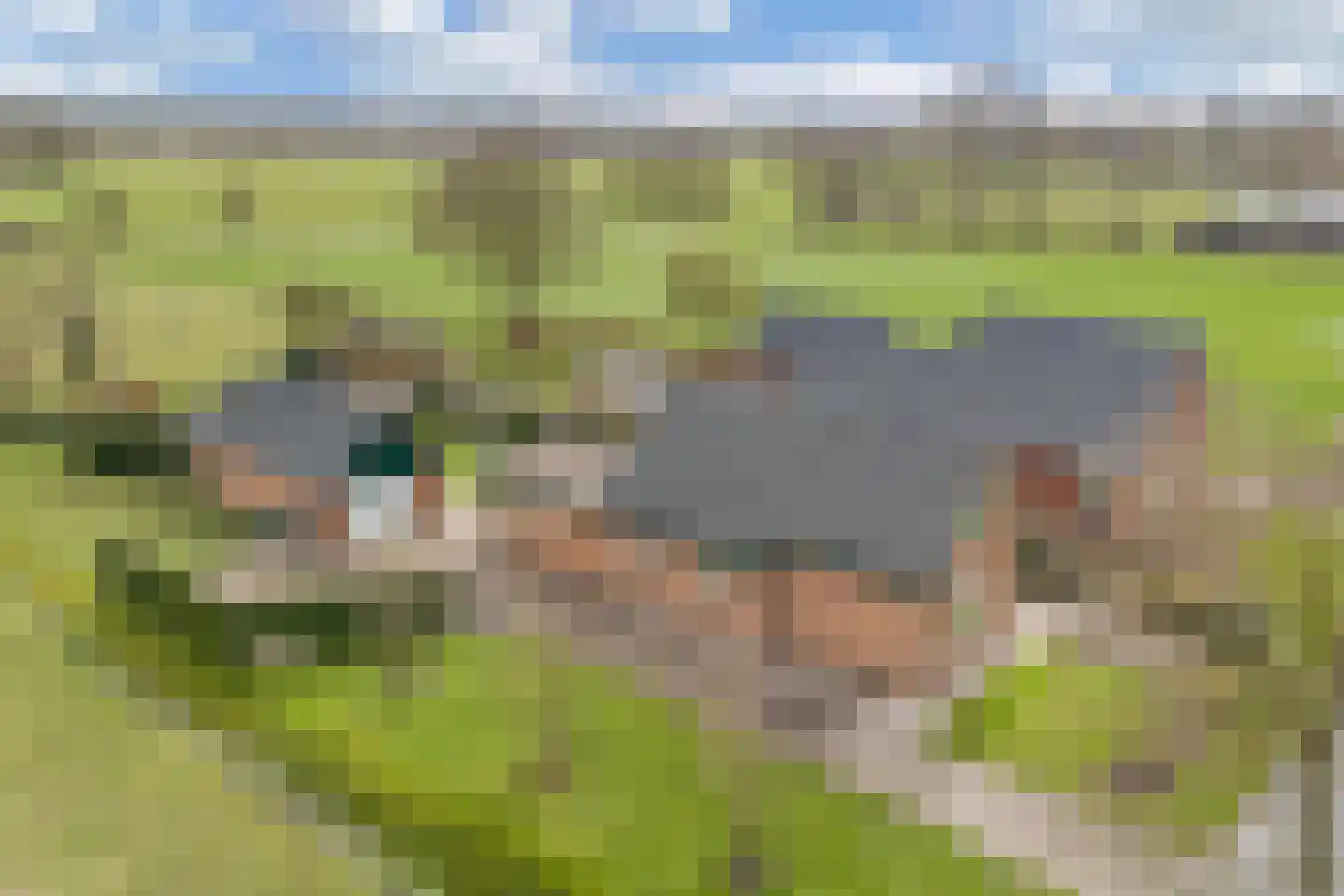 Tolheksleane 73 Frieschepalen thumbnail 44
