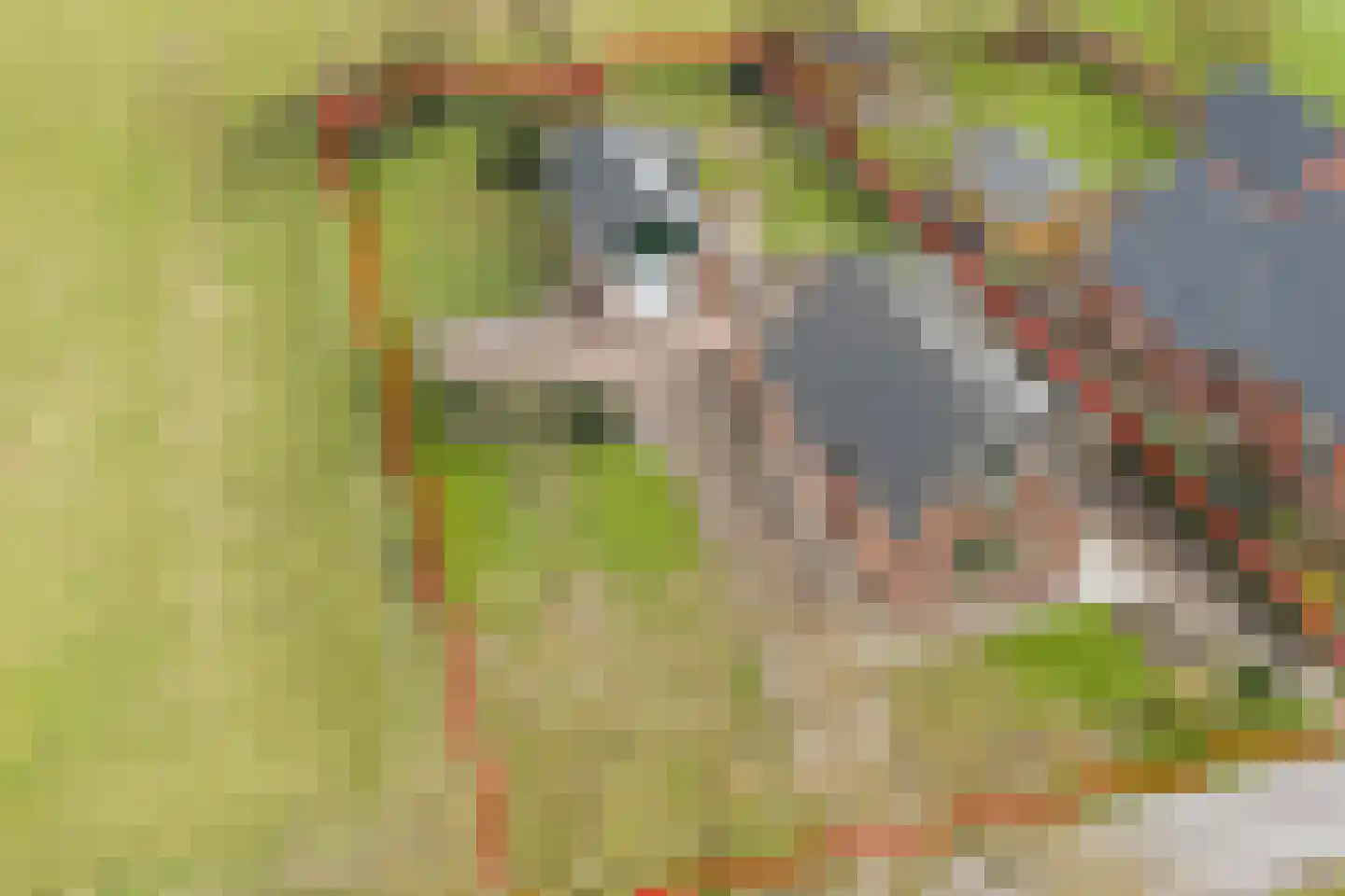 Tolheksleane 73 Frieschepalen thumbnail 5