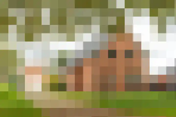 Tolheksleane 8 Frieschepalen