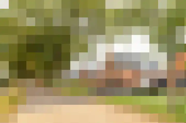 Tolheksleane 8 Frieschepalen thumbnail 36