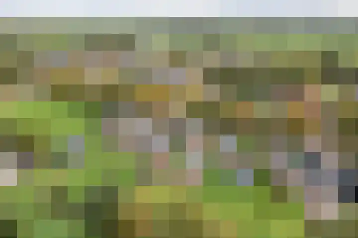 Tolheksleane 8 Frieschepalen thumbnail 40