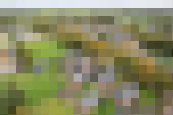 Tolheksleane 8 Frieschepalen thumbnail 41