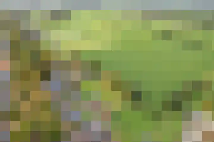 Tolheksleane 8 Frieschepalen thumbnail 42