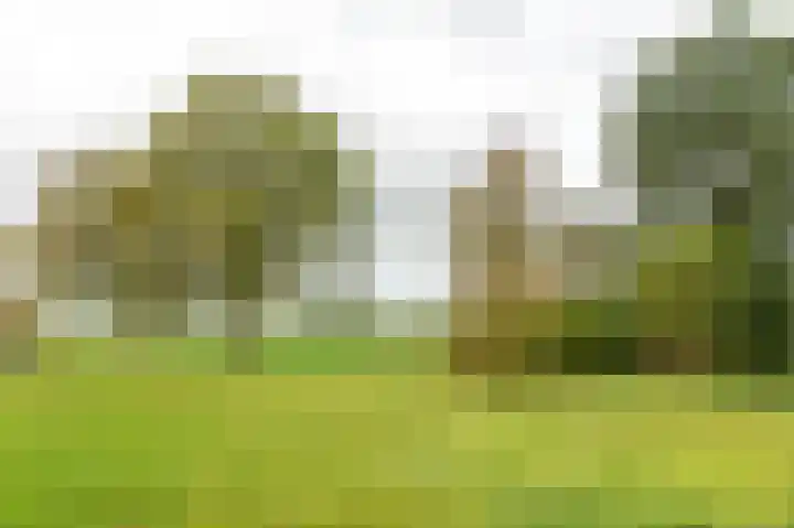 Tolheksleane 8 Frieschepalen thumbnail 47