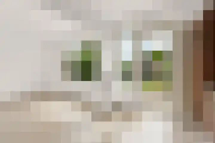 Tolhuis 1431 Nijmegen thumbnail 11