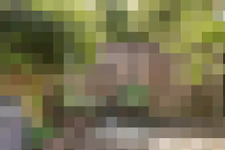 Tolhuis 2020 Nijmegen thumbnail 16