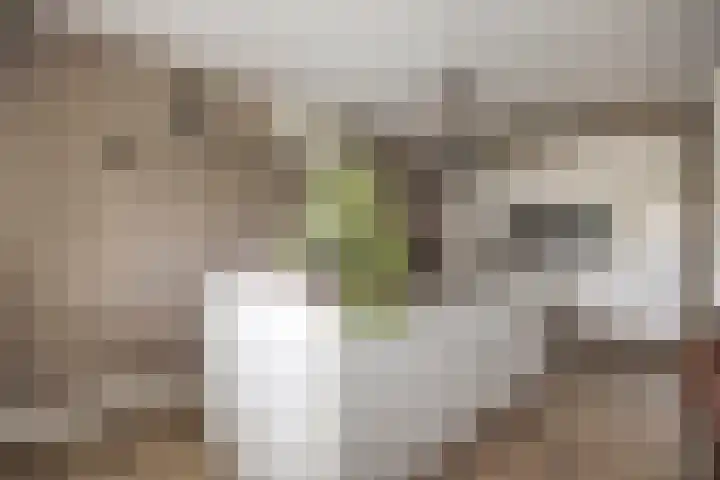 Tolhuis 2024 Nijmegen thumbnail 13