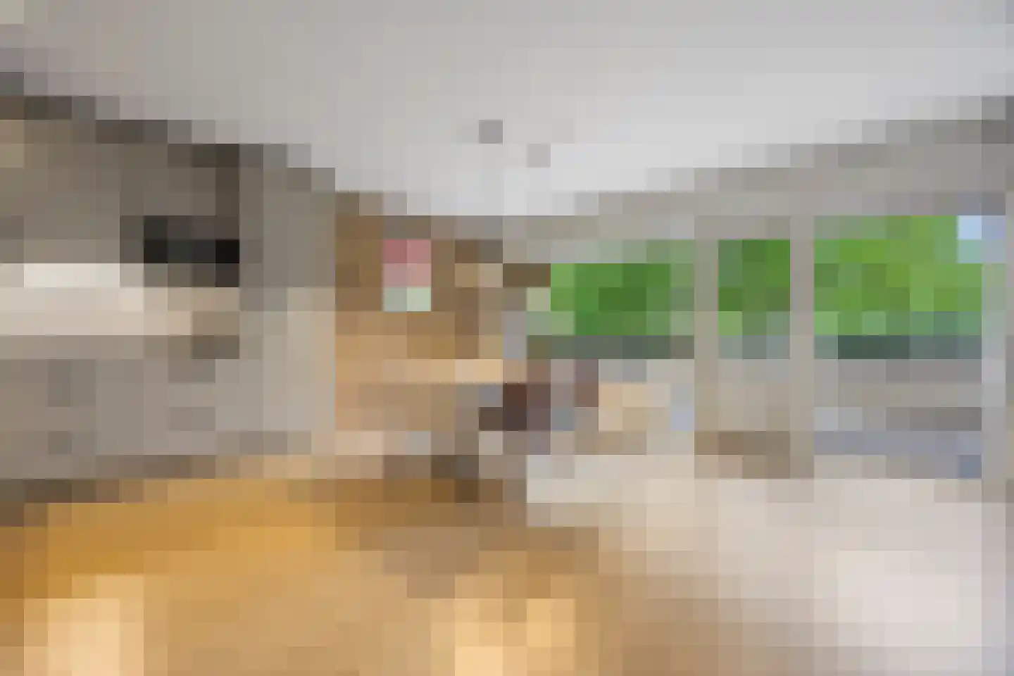 Tolhuis 2078 Nijmegen thumbnail 12