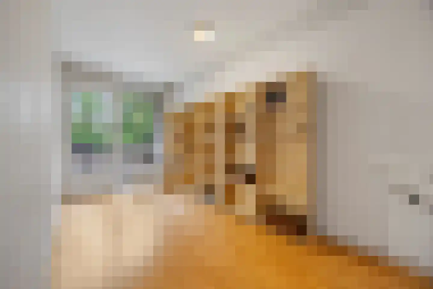 Tolhuis 2078 Nijmegen thumbnail 25