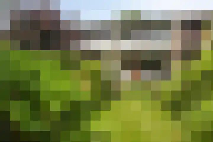 Tolhuis 2110 Nijmegen thumbnail 36