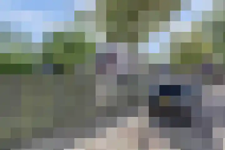 Tolhuis 2509 Nijmegen thumbnail 41