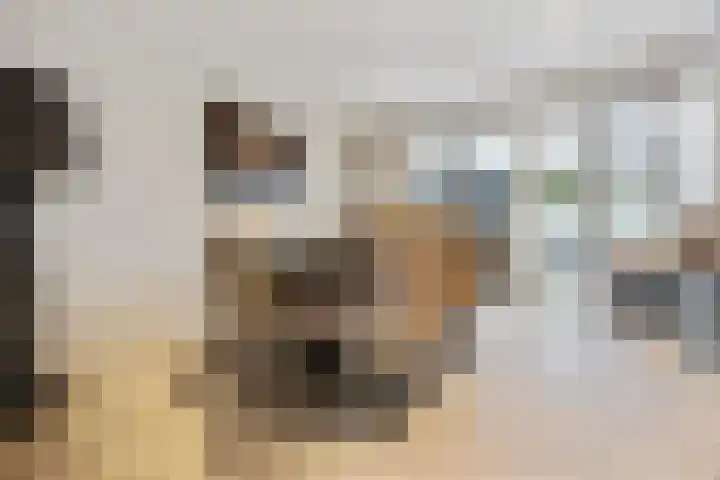 Tolhuis 3219 Nijmegen thumbnail 12