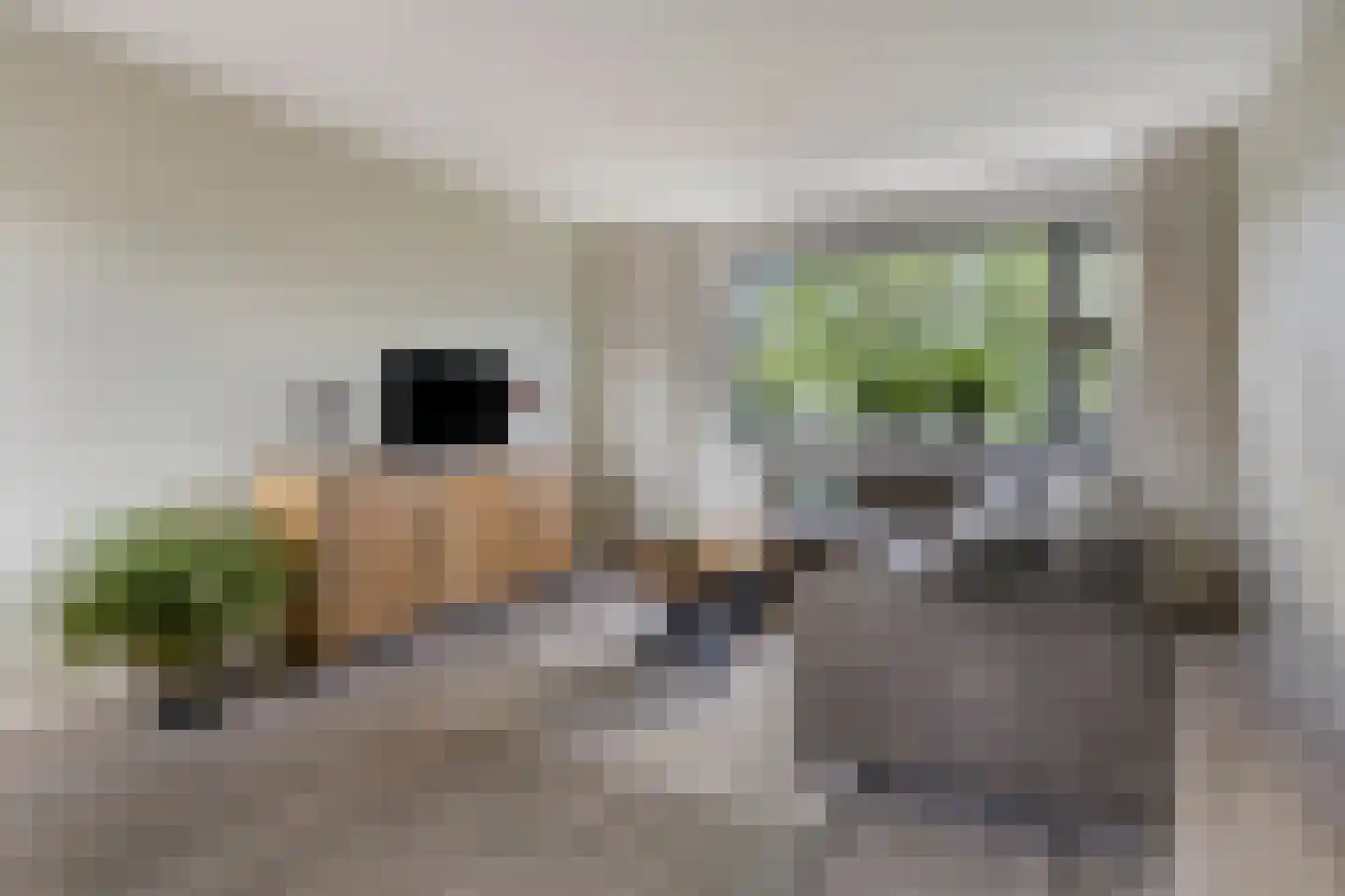 Tolhuis 3335 Nijmegen thumbnail 5