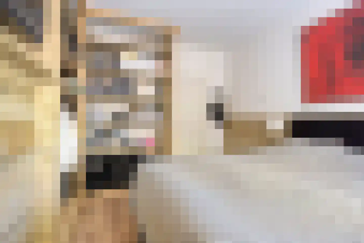 Tolhuis 4227 Nijmegen thumbnail 23