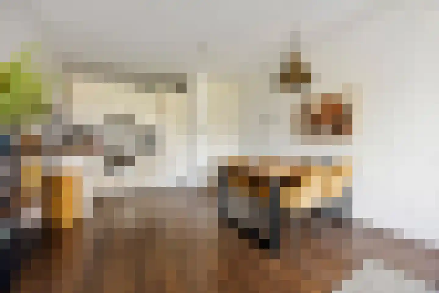 Tolhuis 6646 Nijmegen thumbnail 7