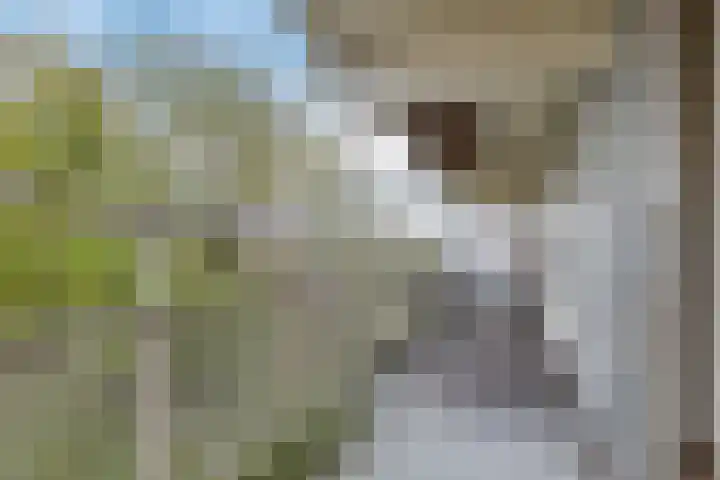 Tolhuis 6731 Nijmegen thumbnail 8
