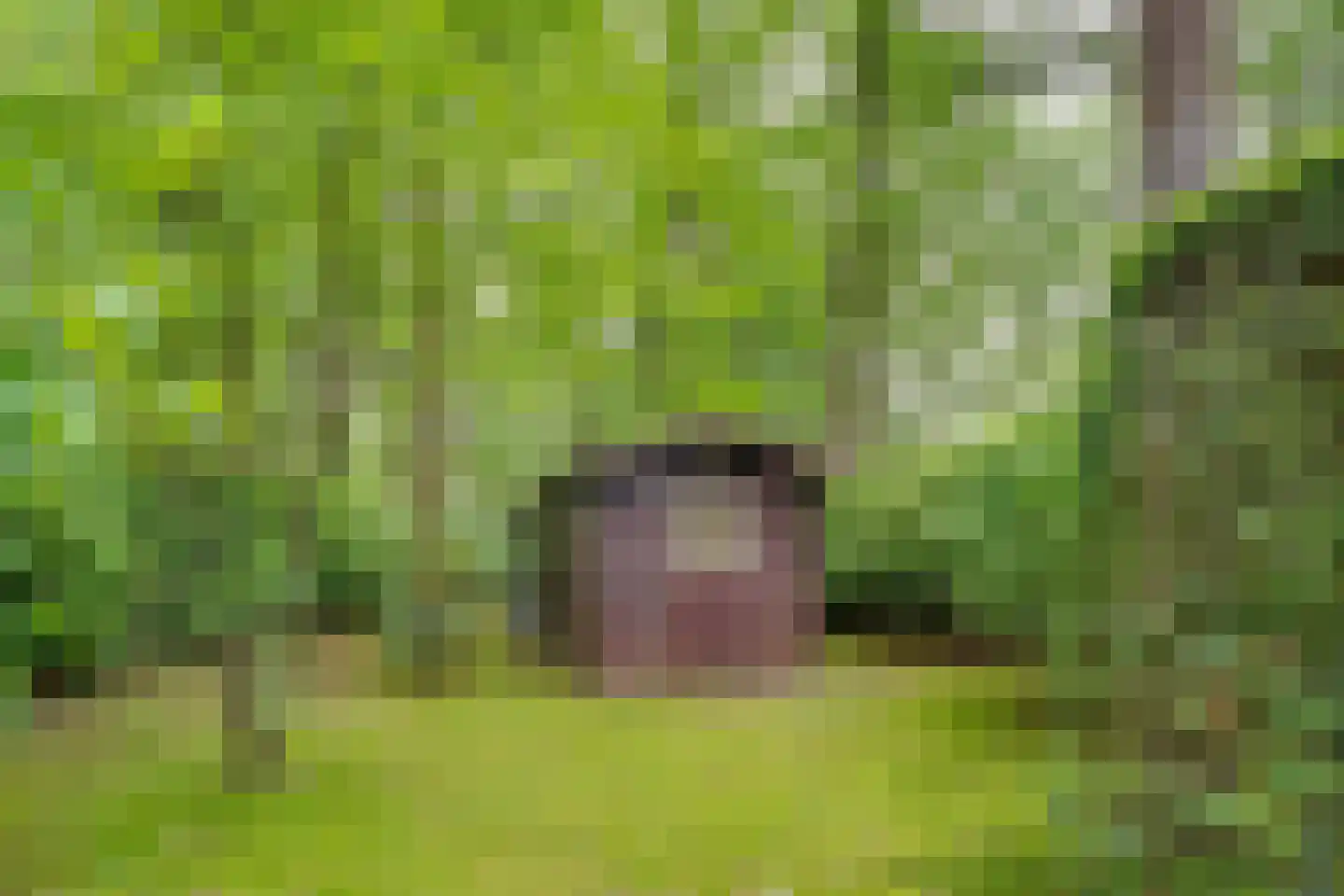 Tolhuislaan 1 Bosch en Duin thumbnail 57