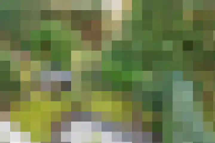 Tolhuislaan 55 Den Dolder thumbnail 30