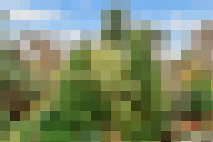 Tolhuislaan 55 Den Dolder thumbnail 39