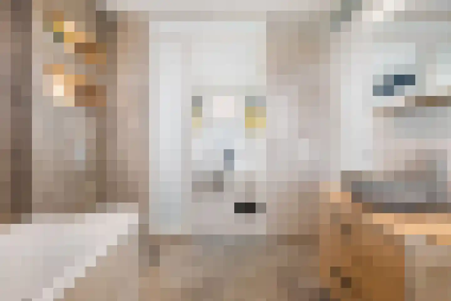 Tolhûsdyk 11 Sneek thumbnail 60