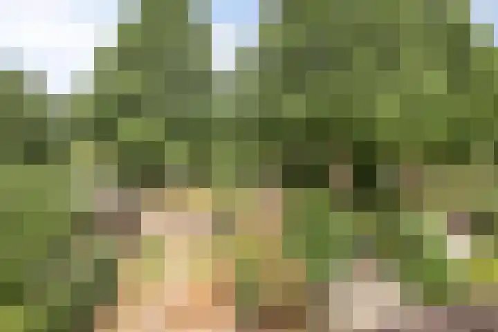 Tolick 131 Hoogland thumbnail 29