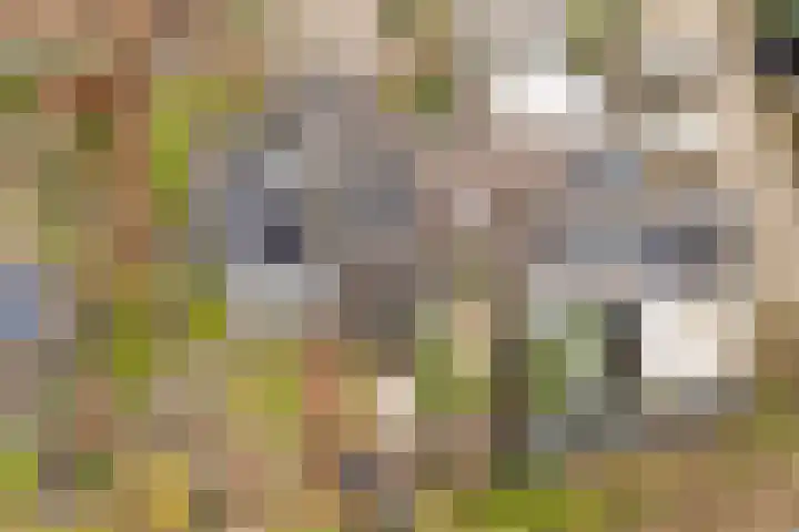 Tolick 77 Hoogland thumbnail 44