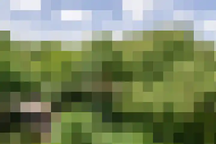 Tollenspark 9 's-Gravenzande thumbnail 39