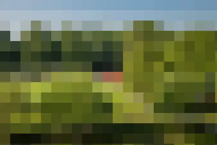 Tolsteegplantsoen 19 2 Utrecht thumbnail 27