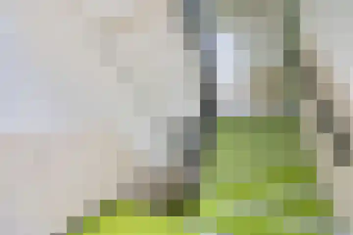 Tolsteegplantsoen 34 2 Utrecht thumbnail 26