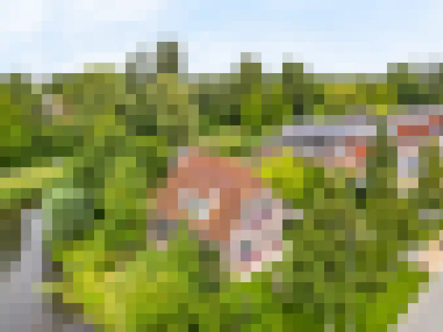 Tomatenmarkt 40 Zwaagdijk-Oost thumbnail 4