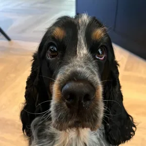 Foto van Tommie Herbrink