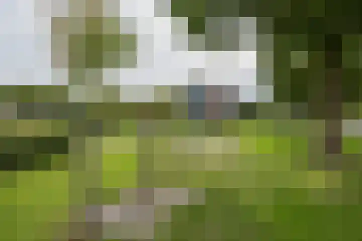 Tongelaer 106 Hillegom thumbnail 58