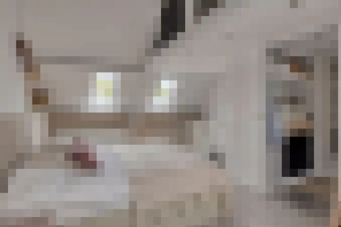Tongelresestraat 323 Eindhoven thumbnail 20