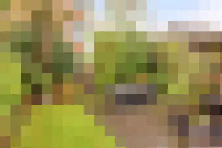 Tongelresestraat 439 Eindhoven thumbnail 41