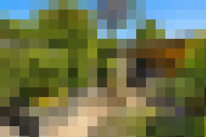 Tongnaald 17 Monnickendam thumbnail 14