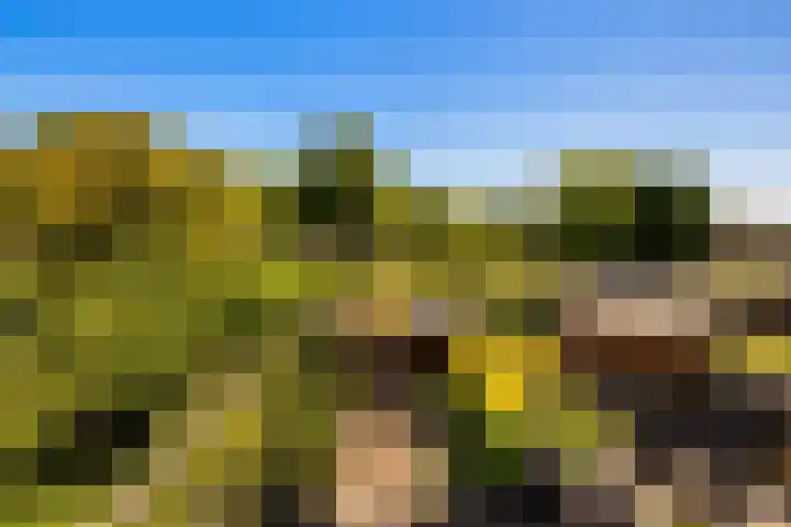 Tongnaald 17 Monnickendam thumbnail 28