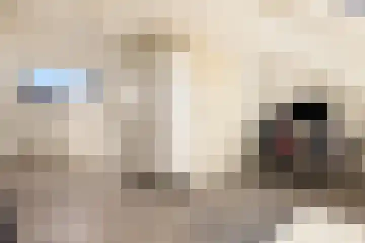 Tongnaald 17 Monnickendam thumbnail 30