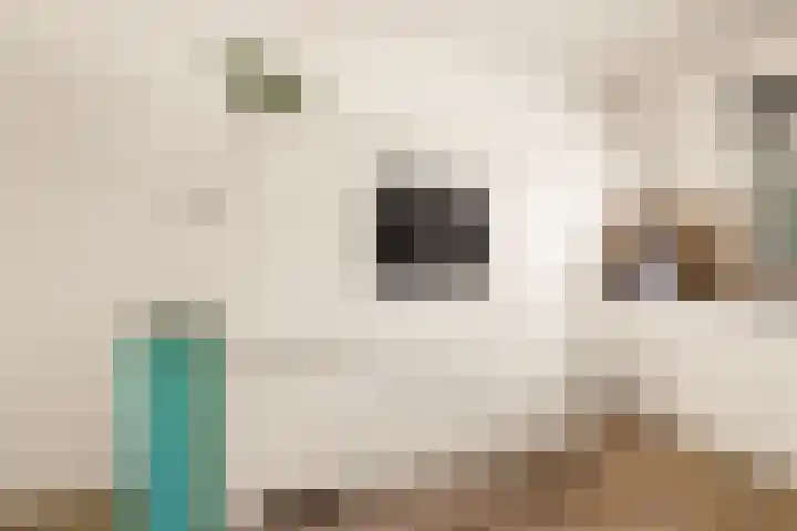 Tongnaald 17 Monnickendam thumbnail 9