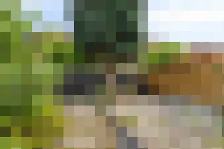Tonkensven 52 Roden thumbnail 11