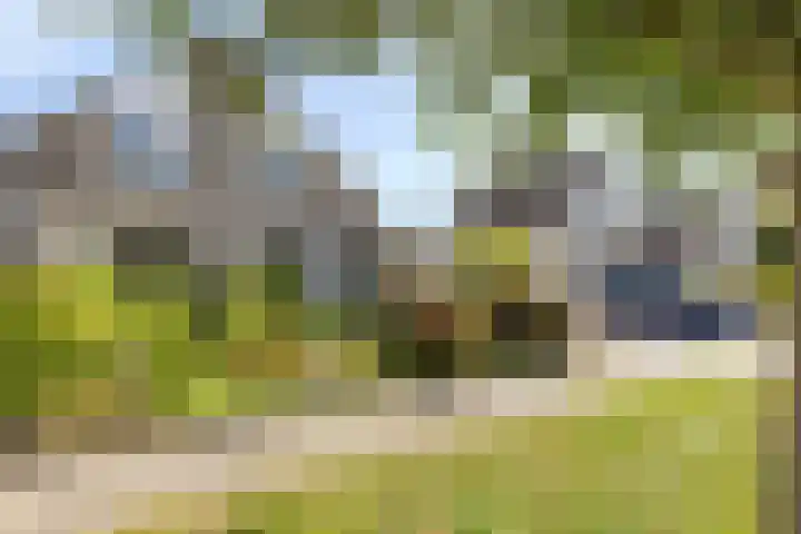 Tonkensven 52 Roden thumbnail 22