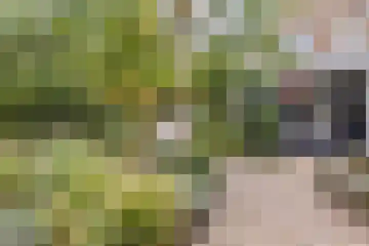 Tonnendijk 52 Vroomshoop thumbnail 47