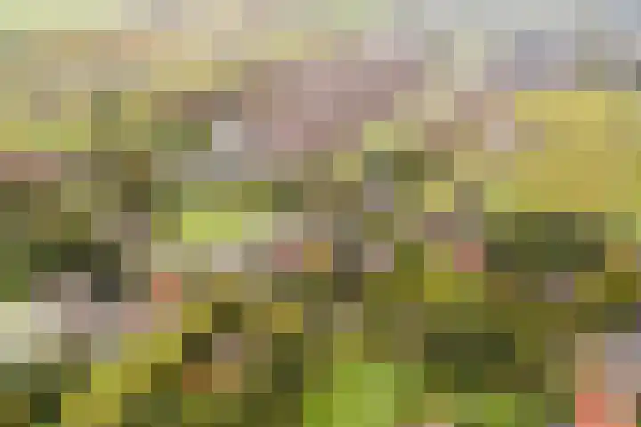 Tonnendijk 52 Vroomshoop thumbnail 78