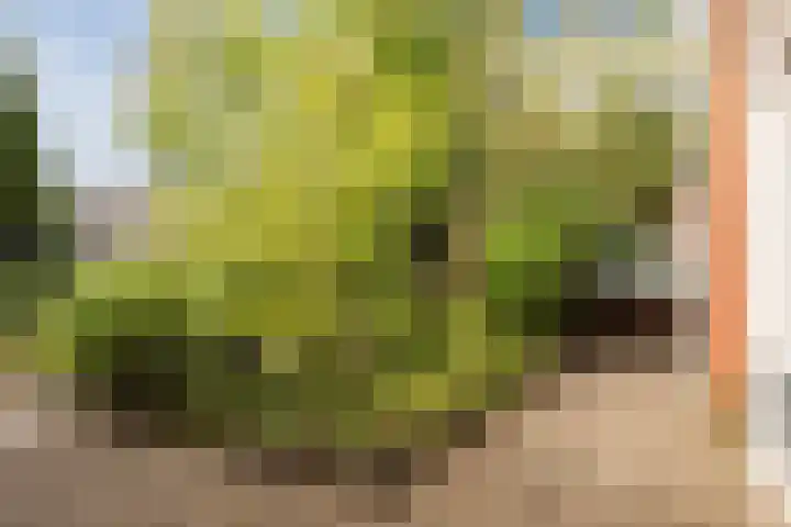 Tonselsedreef 2 Harderwijk thumbnail 33