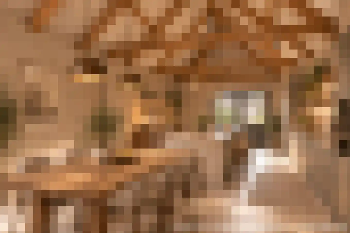 Toon Bolsiusstraat 26 Schijndel thumbnail 8