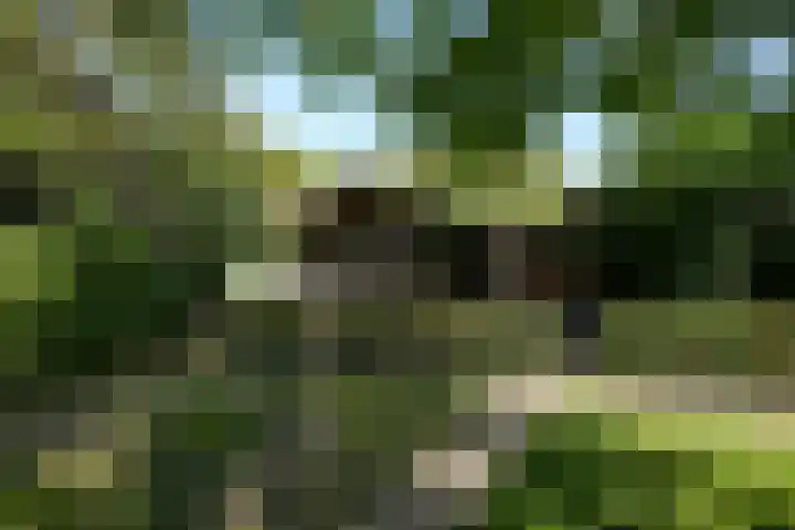 Toon Hermanssingel 5 Sittard thumbnail 63