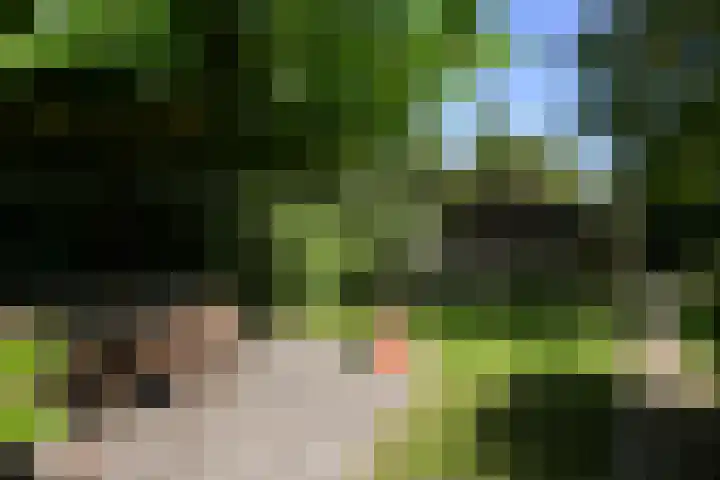 Toon Hermanssingel 5 Sittard thumbnail 65
