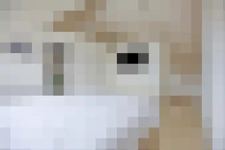 Tooroplaan 12 Rhoon thumbnail 43