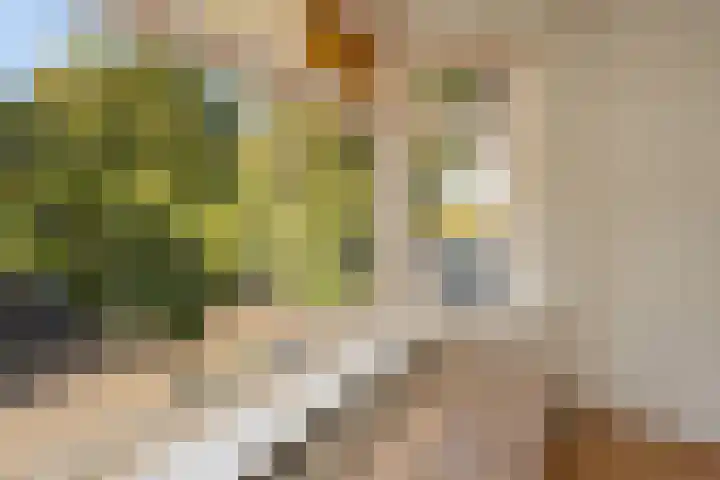 Tooropstraat 35 Nijmegen thumbnail 8